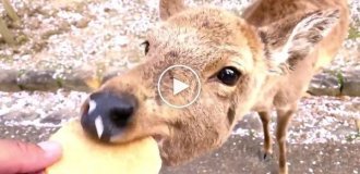 Весна в Нара: олени в парке стали частью цветущей сакуры