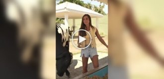 Неожиданная атака: корова боднула девушку во время съемки