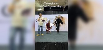 Kotaoke: an unusual event for cat lovers