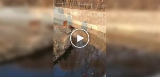 Маленькая обезьянка преподала урок посетителям зоопарка