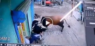 A seller, risking his life, did not allow fighting bulls into a store