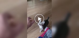 Слепой кот играет с игрушкой