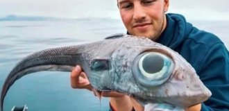 Химера: их яд переваривает кровь в венах (5 фото)