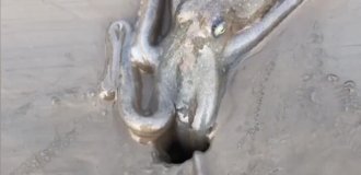 Подводный архитектор: осьминог, который роет собственные норы (6 фото + 1 видео)