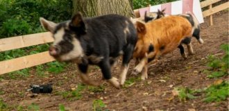 Свинські перегони: у Великій Британії пройшов щорічний забіг свиней (4 фото + 2 відео)