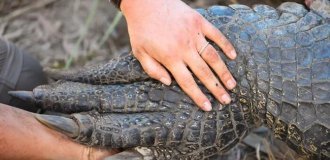 Animal Paws and Claws: 50 Photos That Will Surprise Even Those Who Have Seen It All (50 Photos)