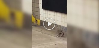Епічну бійку щурів зняли в метро Нью-Йорка