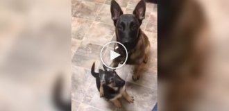 Як дорослі собаки вчать своїх цуценят