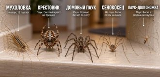 Пауки, которые заходят в дом в сентябре: два из них вообще не пауки (13 фото)