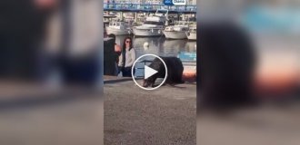 Чайка обокрала морского льва