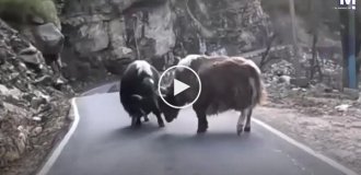 Яки заблокировали дорогу мотоциклисту в горах Индии