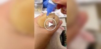 Hamster and eye drops