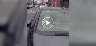 In Ireland, a dog jumped into the driver's seat and honked incessantly, waiting for its owner.