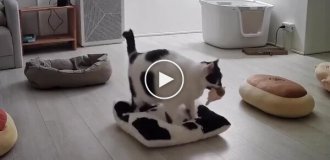 Кішка, яка цінує комфорт