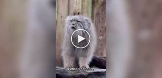 Из жизни манулов