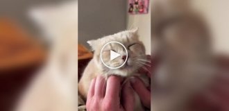 A cat makes a noise funny sounds