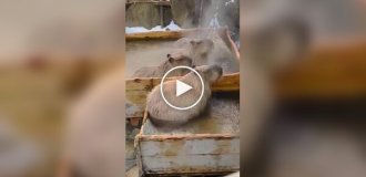 A special spa for capybaras in a Japanese onsen