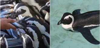Очкові пінгвіни можуть зникнути через 11 років (7 фото + 1 відео)