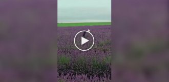 Cats in a lavender field