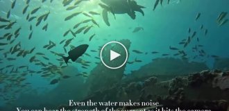 Аквалангисты специально оставили камеру на дне океана, показав красоту подводного мира