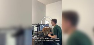 Кошачья лежанка, которая крепится к столу