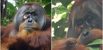 Wild orangutan proved that primates can be treated with herbal medicine (3 photos + 1 video)