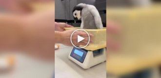 Японский океанариум показал, как взвешивают детеныша королевского пингвина