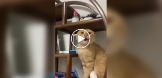 Странные видео (короткие видео). Выпуск 31