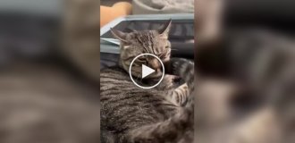 Кот вступил в схватку с самим собой