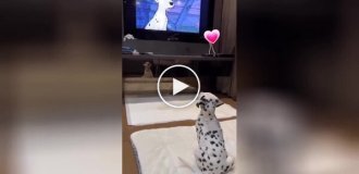 A puppy watches a cartoon about Dalmatians