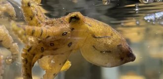 Love on the brink of life and death: male octopuses paralyze females so as not to become their lunch (2 photos + 1 video)