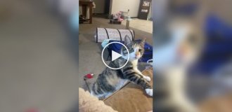 Настойчивая кошка