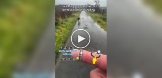 Умная собака пытается найти потерянное кольцо