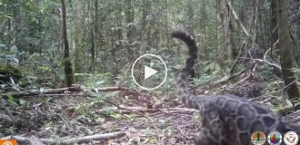 Рідкісні кадри: фотопастка зняла сім'ю борнейських димчастих леопардів