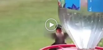 Колибри ловко сбросила осу