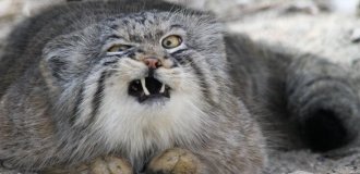 Manul and his heirs (6 photos + 2 videos)
