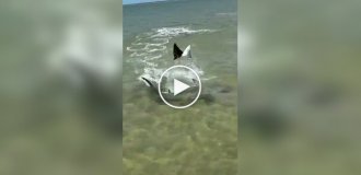 Скат в последний момент увернулся от акулы