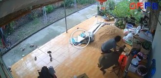 Разъяренный буйвол ворвался в дом, но мужчина сумел его усмирить