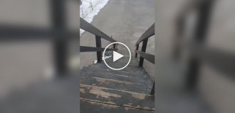 A stern dog and a ladder