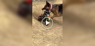 Коварный план провалился: Нападение «гигантской» овчарки на мотоциклиста