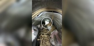 Мини-теплицы для уличных кошек