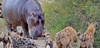 Democracy in African style: what do wild dogs decide when the whole pack gathers and starts sneezing (4 photos)