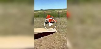 Funny farm: one day in the life of mischievous animals