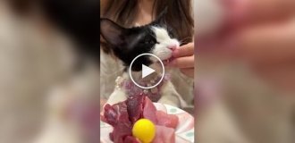 Кіт справжній поціновувач їжі