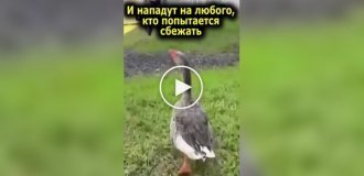 A prison where they use geese instead of dogs.
