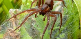 A population of giant spiders was saved from extinction in the UK (5 photos)