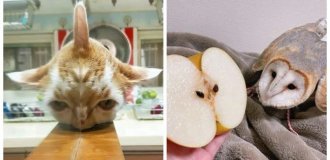 20 фото тварин, які одночасно розчулюють і лякають (21 фото)