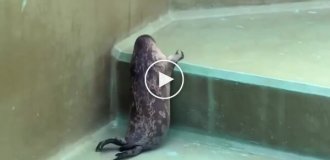 Попытка тюленя залезть повыше