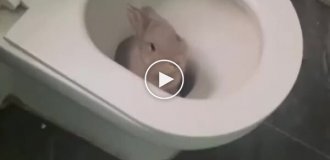 Кролики в действии: смешные и милые моменты