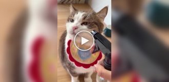 Кошка полюбила пульверизатор